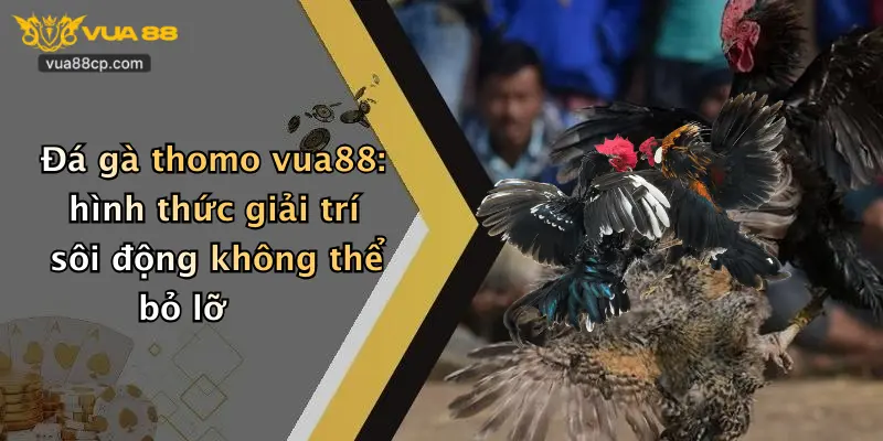 Đá gà thomo vua88: hình thức giải trí sôi động không thể bỏ lỡ