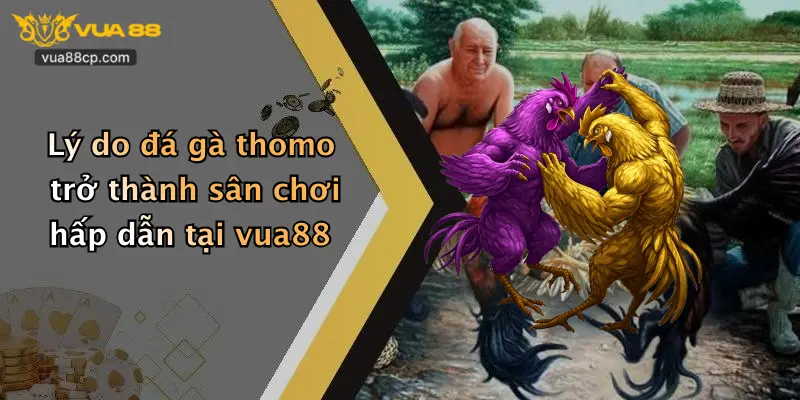 Lý do đá gà thomo trở thành sân chơi hấp dẫn tại vua88