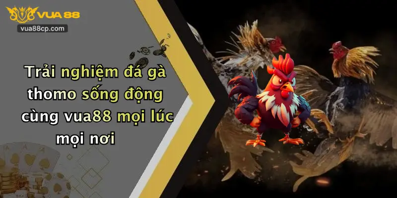Trải nghiệm đá gà thomo sống động cùng vua88 mọi lúc mọi nơi